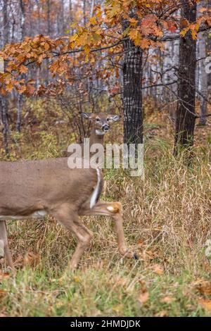 Weißschwanz-Rehe zeigt Anzeichen von Aggression, während eine andere Rehe zu nahe kommt. Stockfoto