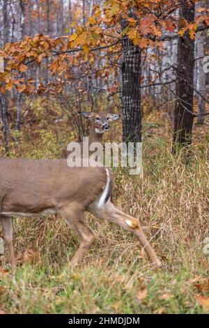 Weißschwanz-Rehe zeigt Anzeichen von Aggression, während eine andere Rehe zu nahe kommt. Stockfoto