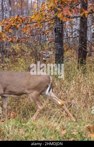 Weißschwanz-Rehe zeigt Anzeichen von Aggression, während eine andere Rehe zu nahe kommt. Stockfoto