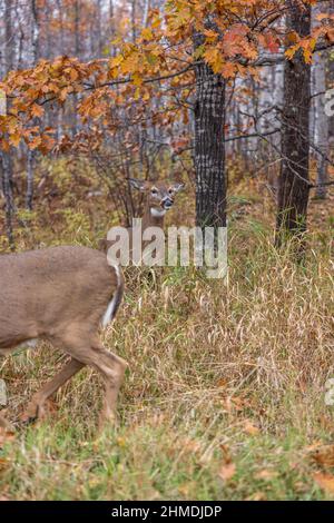 Weißschwanz-Rehe zeigt Anzeichen von Aggression, während eine andere Rehe zu nahe kommt. Stockfoto