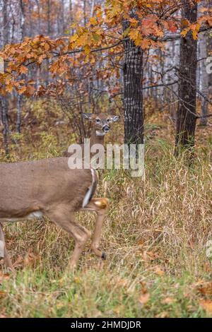 Weißschwanz-Rehe zeigt Anzeichen von Aggression, während eine andere Rehe zu nahe kommt. Stockfoto