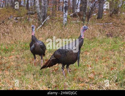 Wilde Truthähne aus dem Osten im Norden von Wisconsin. Stockfoto