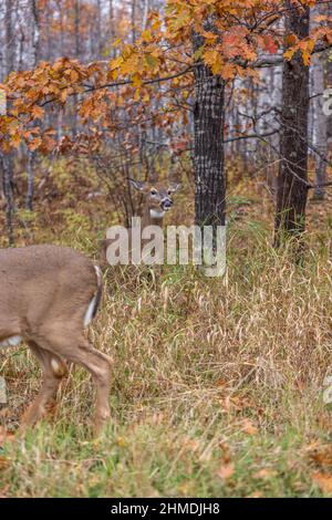 Weißschwanz-Rehe zeigt Anzeichen von Aggression, während eine andere Rehe zu nahe kommt. Stockfoto