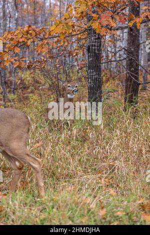 Weißschwanz-Rehe zeigt Anzeichen von Aggression, während eine andere Rehe zu nahe kommt. Stockfoto