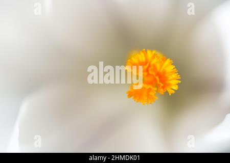 Abstraktes Makro des Stegs einer weißen Krokusblüte Stockfoto