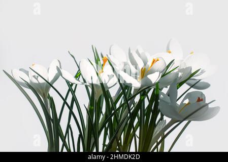 Weiße Krokusse im Frühjahr auf weißem Hintergrund mit Kopierraum Stockfoto