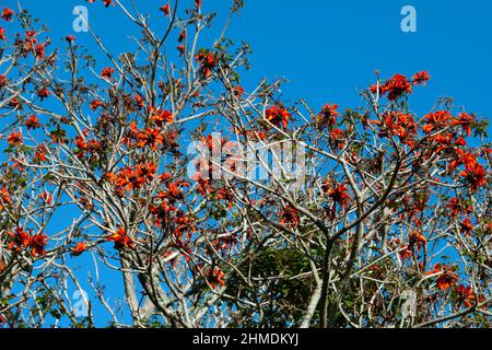 Erythrina caffra (Küstenkorallenbaum) ist ein Baum aus dem Südosten Afrikas. Es ist am häufigsten in geschützten Küstenwäldern und Grasland zu finden. Stockfoto