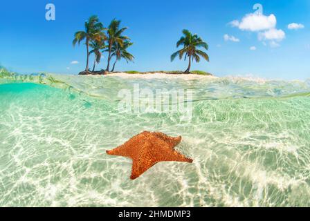 Halb über und halb unter Bild von Seesternen und karibischer Insel mit Palmen. Stockfoto
