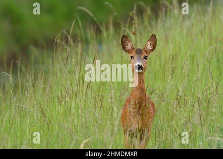 Rehe stehen im hohen Gras. Auf der Wiese. Vorderansicht, Nahaufnahme. In der Nähe des Waldes. Auf der Suche nach Essen. Frische Vegetation. Gattung Capreolus capreolus. Stockfoto