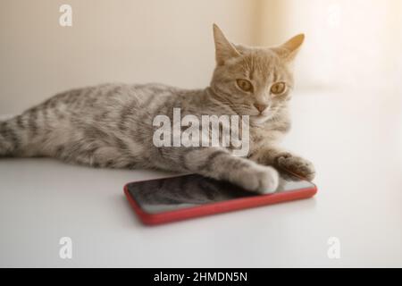 Lustige graue Katze liegt auf dem Tisch neben dem Smartphone Stockfoto