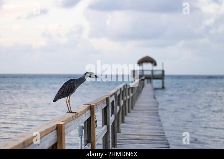 Kran auf einem Dock in der Karibik Stockfoto