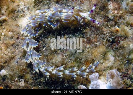 Ein Blauer Drache (Pteraeolidia semperi) im Roten Meer, Ägypten Stockfoto