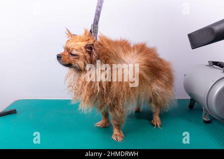 Professionelle Frau trocknet nassen pommerschen spitz Hund, im Pflegesalon. Schöne Sicht auf Tierhaare. Stockfoto