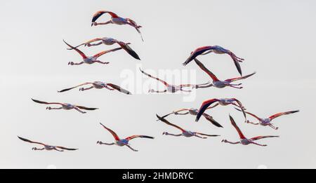 Eine Herde Flamingos auf dem Meer Stockfoto