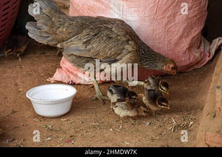 Ein Huhn mit vier kleinen Küken, die Getreide hacken Stockfoto