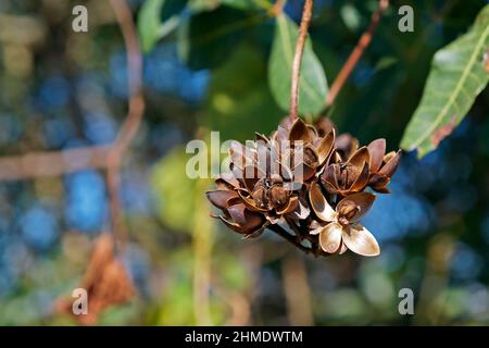 Getrocknete Samen im tropischen Regenwald Stockfoto
