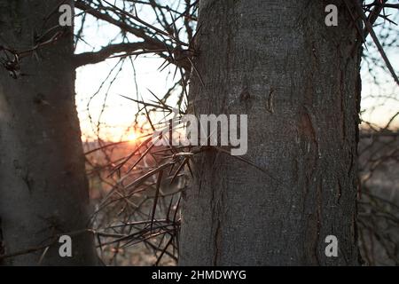 Dorniger Stamm von Akazienbaum, der in der Natur aus nächster Nähe mit Schnee bedeckt ist Stockfoto