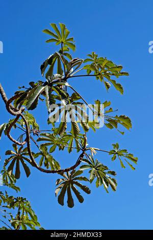 Schlangenholz (Cecropia peltata), Rio de Janeiro Stockfoto