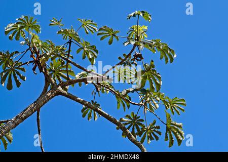 Schlangenholz (Cecropia peltata), Rio de Janeiro Stockfoto