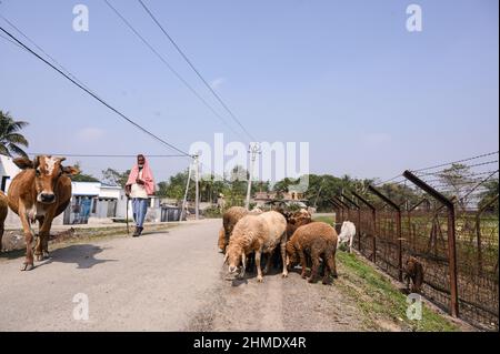 Nabin Nagar, Westbengalen, Indien. 7th. Februar 2022. Ein Hirte mit seiner Kuh und Lämmern neben dem internationalen Grenzzaun Indien-Bangladesch. Es wird geschätzt, dass Zehntausende von Rindern jährlich über die 2.216 km lange Grenze zwischen Indien und Bangladesch nach Bangladesch geschmuggelt werden. (Bild: © Soumyabrata Roy/Pacific Press via ZUMA Press Wire) Stockfoto