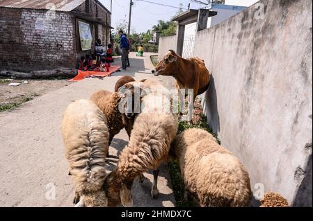 Nabin Nagar, Westbengalen, Indien. 7th. Februar 2022. Eine Kuh und Lämmer neben dem internationalen Grenzzaun Indien-Bangladesch. Es wird geschätzt, dass Zehntausende von Rindern jährlich über die 2.216 km lange Grenze zwischen Indien und Bangladesch nach Bangladesch geschmuggelt werden. (Bild: © Soumyabrata Roy/Pacific Press via ZUMA Press Wire) Stockfoto