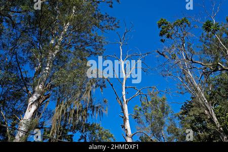 Toter Baum auf tropischem Regenwald Stockfoto