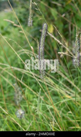 Der Blütenstand einer Wiese Fuchsschwanzgras auf einer Sommerwiese Stockfoto