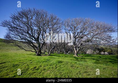 Regionalparks in der SF Bay Area Stockfoto