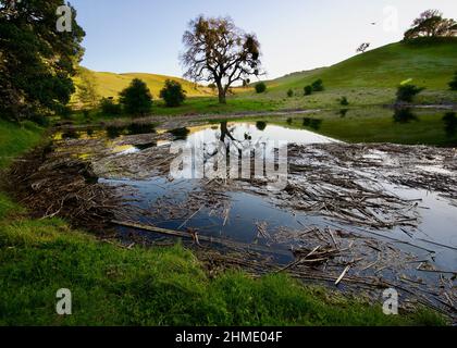 Regionalparks in der SF Bay Area Stockfoto