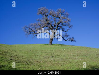 Regionalparks in der SF Bay Area Stockfoto