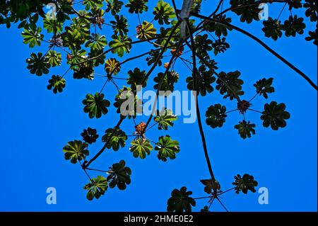 Schlangenholz (Cecropia peltata), Rio de Janeiro Stockfoto