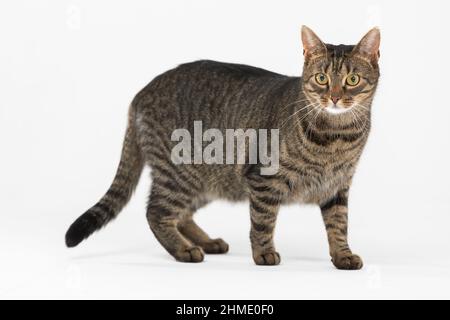 Sie-Katze steht mit abgesenktem Schwanz vor einem weißen Hintergrund und schaut sich um. Stockfoto