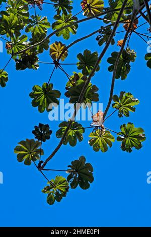 Schlangenholz (Cecropia peltata), Rio de Janeiro Stockfoto