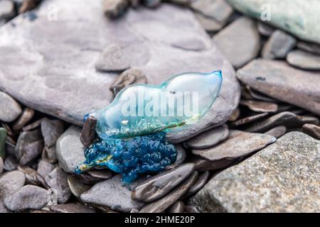 Reen Pier, West Cork, Irland. 9th. Februar 2022. Heute ist ein portugiesischer Kriegsmann am Kiesstrand am Reen Pier ausgewaschen. Die Qualle ist nur 3 cm lang, aber enthält einen schweren Stachel, der zwar unerbittlich schmerzhaft, aber sehr selten tötet. Quelle: AG News/Alamy Live News Stockfoto