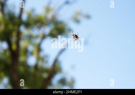 spider sitzt an sonnigen Tagen im Netz. Nahaufnahme im Freien Stockfoto