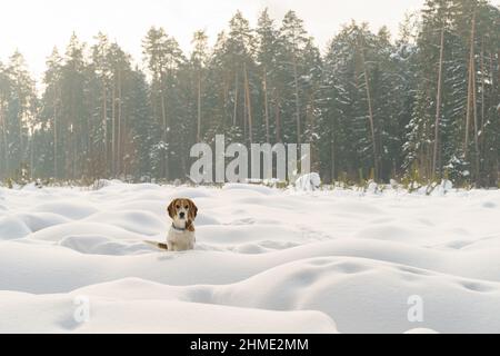 Niedliche Baumfarbe Beagle Hund Wandern auf Winterfeld voller Schnee Stockfoto