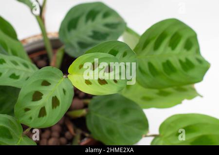 Die Pflanze 'Maranta Leuconeura Kerchoveana' in einem Topf auf weißem Hintergrund. Stockfoto