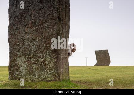 Stenness, Orkney, Großbritannien. 9th. Februar 2022. Ein Widder guckt um einen stehenden Stein an den Stones of Stenness - einem neolithischen Steinkreis - in Orkney, Schottland, während er am späten Nachmittag versucht, sich vor dem eiskalten Wind zu schützen. Kredit: Peter Lopeman/Alamy Live Nachrichten Stockfoto