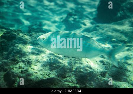 Salema-porgy-Fische schwimmen über Felsen unter Wasser im Meer Stockfoto