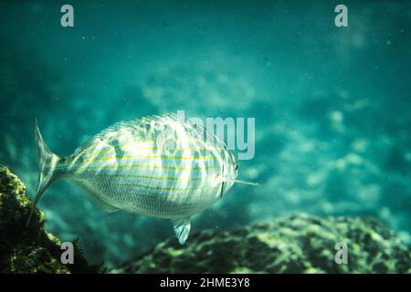 Salema-porgy-Fische schwimmen über Felsen unter Wasser im Meer Stockfoto