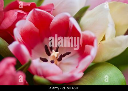 Im Frühjahr öffnete sich eine rosa Tulpe mit Staubgefäßen und Stempeln unter anderen Tulpen. Stockfoto