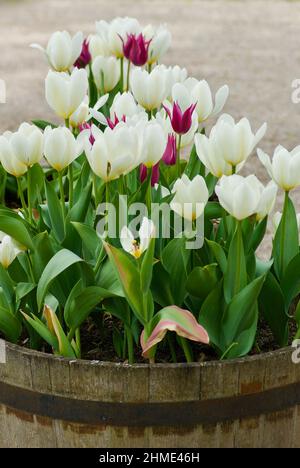 Holzfass mit Tulpen in weißen, violetten und grünen Blättern im Frühjahr. Stockfoto