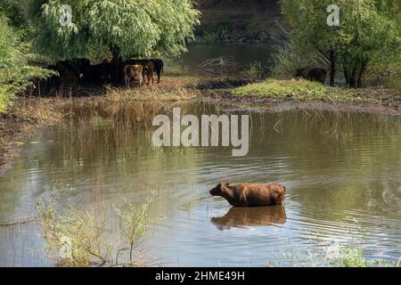 Eine Kuh steht an einem heißen, sonnigen Tag im Wasser eines Stausees Stockfoto