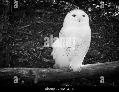 Verschneite Eule Calgary Zoo Alberta Stockfoto