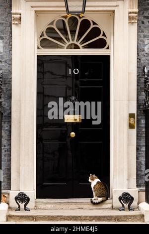 Larry, braun-weiß gestromte Katze und Chief Mouser beim Kabinettsbüro, das vor der Haustür der Downing Street Nr. 10 in London, Großbritannien, wartet Stockfoto