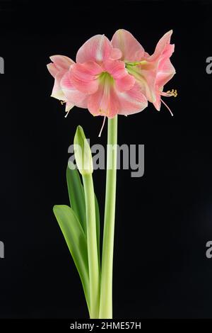 Amaryllis „Apfelblüte“. Stockfoto