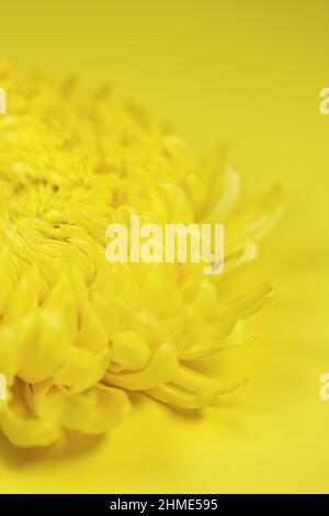 Nahaufnahme einer gelben Chrysanthemenblume auf gelbem Hintergrund. Stockfoto