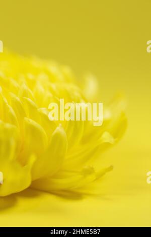Nahaufnahme einer gelben Chrysanthemenblume auf gelbem Hintergrund. Stockfoto