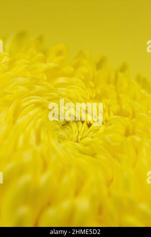 Nahaufnahme einer gelben Chrysanthemenblume auf gelbem Hintergrund. Stockfoto