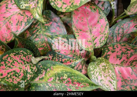 Rote und grüne aglaonema Blätter Nahaufnahme Bild Stockfoto